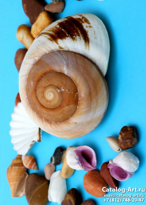 Seashells 19